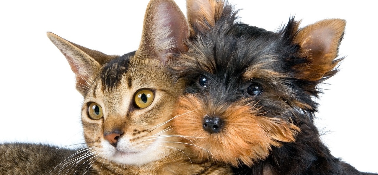 Доска объявлений о животных | ЗооТом - продажа, вязка и услуги для животных в Дубенках