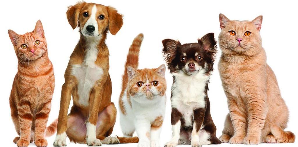 Доска объявлений о животных | ЗооТом - продажа, вязка и услуги для животных в Дубенках