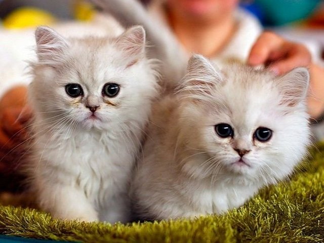 Породы кошек в Дубенках | ЗооТом портал о животных