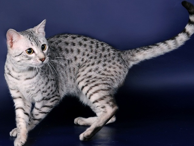 Породы кошек в Дубенках | ЗооТом портал о животных