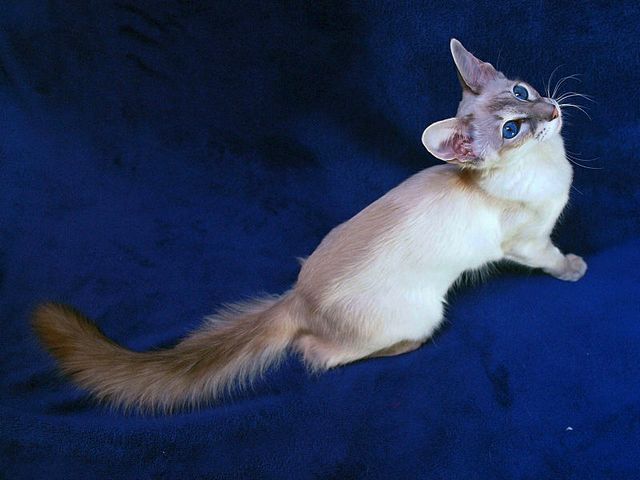 Выведенные породы кошек в Дубенках | ЗооТом портал о животных