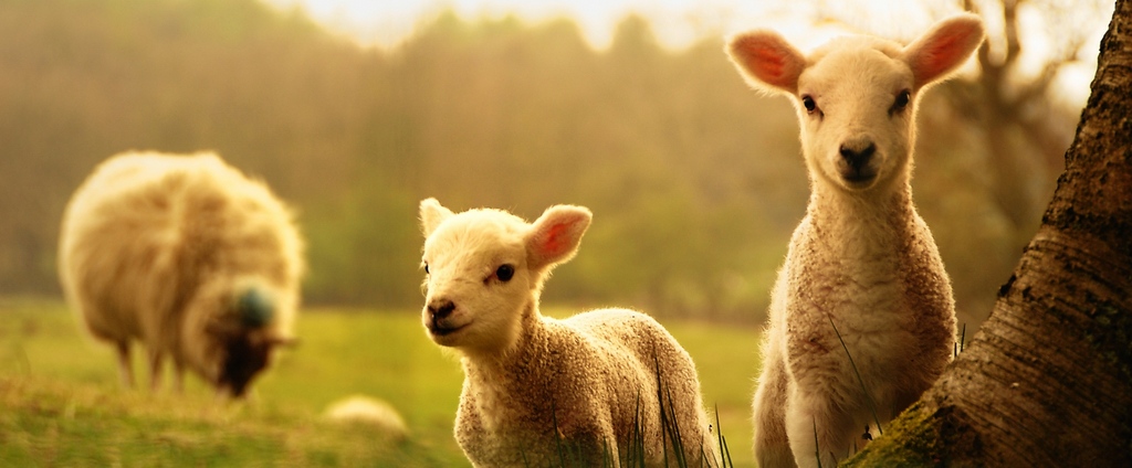 Объявления о сельскохозяйственных животных | ЗооТом - продажа, вязка и услуги для животных в Дубенках