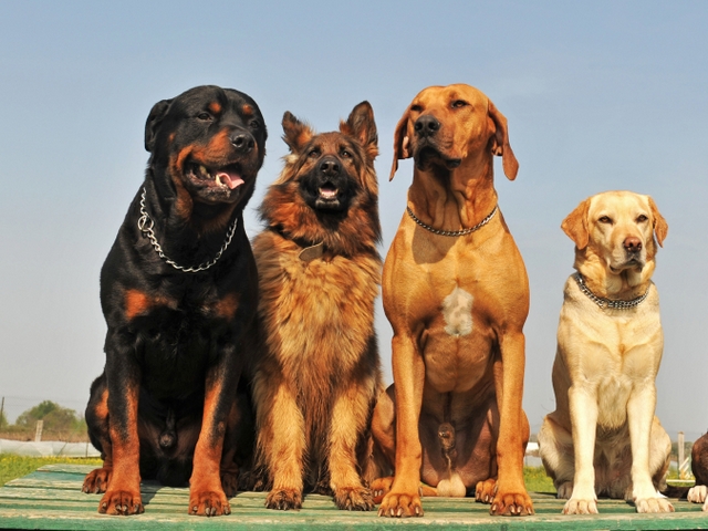Крупные породы собак в Дубенках | ЗооТом портал о животных